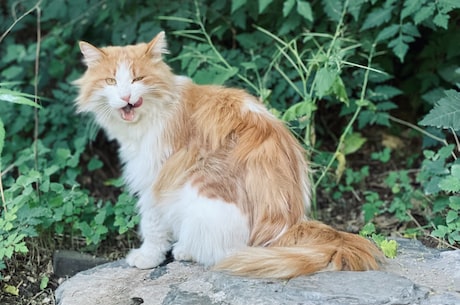 凤还巢 我想吃肉 然后放入清水中用小刀把猪皮刮干净