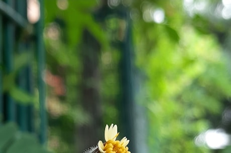 安踏标志(安踏标志的由来及其设计元素)