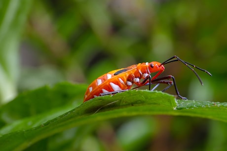 初中生物实验(初中生物实验：如何让花朵保持鲜艳多日？)