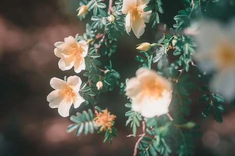 柳暗花明又一村上一句(柳暗花明又一村上一句——发现生活中的美好)