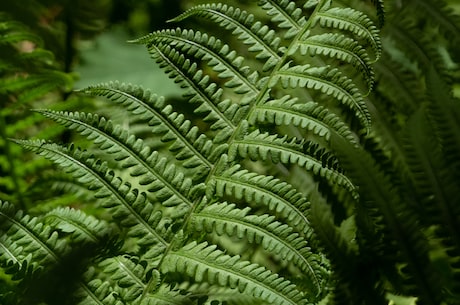 泊美植物水润系列 植萃A醇无需转化为A酸的阶段