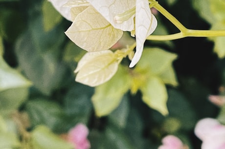 枸杞子菊花茶 须辨明虚实夏枯草、菊花茶等有清热去火、清肝明目之效