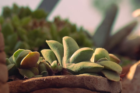 种子植物(种子植物的特点及种类)