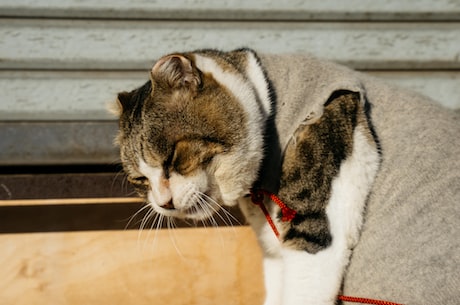 宠物猫有哪些品种(十大常见家猫品种介绍，你的猫咪是哪个品种？)