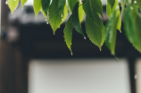 雨屋(雨屋：浪漫中的避风港)