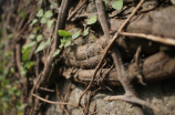 安机网一键root(让您的安卓手机秒变高端，安机网一键root神器来帮您！)