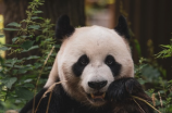 国宝大熊猫的作文(国宝大熊猫的作文：与可爱的大熊猫亲密接触的一天)