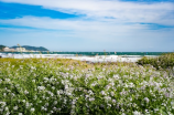 海花岛(美丽海花岛，旅游度假好去处)