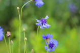 牵牛花(什么是牵牛花？)