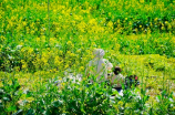 陆丰市甲子镇(探索中国墟落美景：陆丰市甲子镇旅游指南)