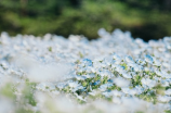 梅花惨案(梅花惨案：血雪深宫的邪恶阴谋)